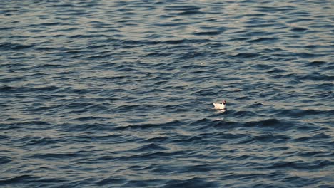 una gaviota de cabeza negra herida flota en el agua del mar durante la madrugada