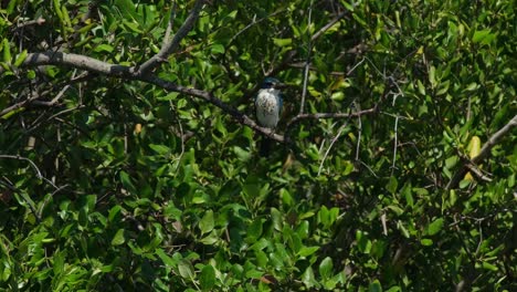 Die-Kamera-Zoomt-Heraus,-Als-Dieser-Eisvogel-Tief-Im-Laub-Zu-Sehen-Ist,-Halsband-Eisvogel-Todiramphus-Chloris,-Thailand