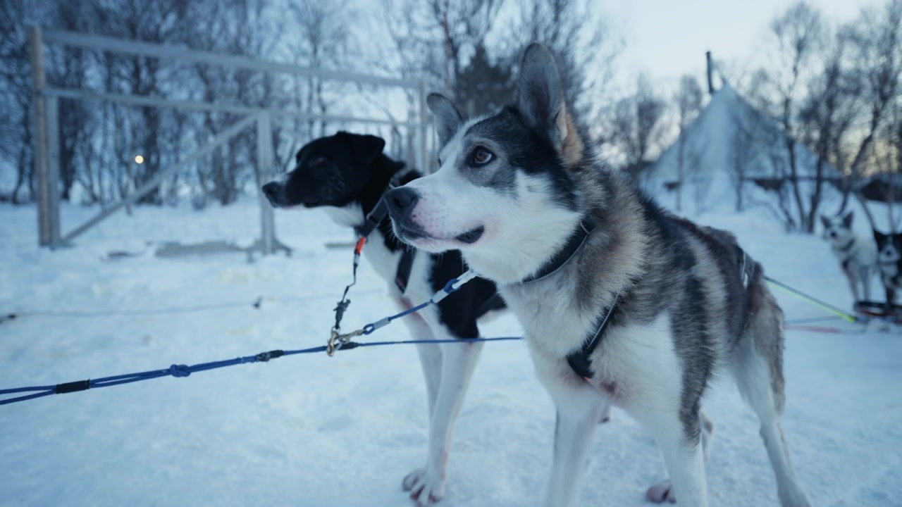 Selede sledehunder hviler på snødekt sti mens de venter på arktisk reise i Norge.