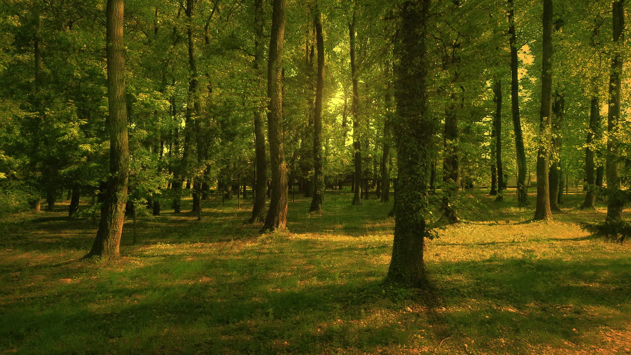 Vuelo cinemático suave y tranquilo sobre bosque en hora dorada épica 4K