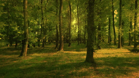 Ruhiger-Und-Sanfter-Schieberegler,-Filmischer-Fliegender-Wald,-Epische-Goldene-Stunde-4k