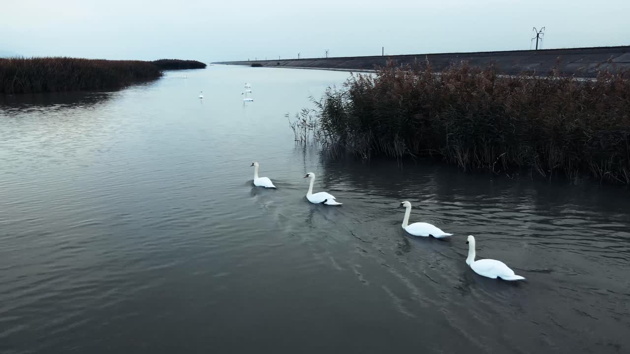 primer plano de un grupo de cisnes nadando cerca de un arbusto de caña y totora en un río
