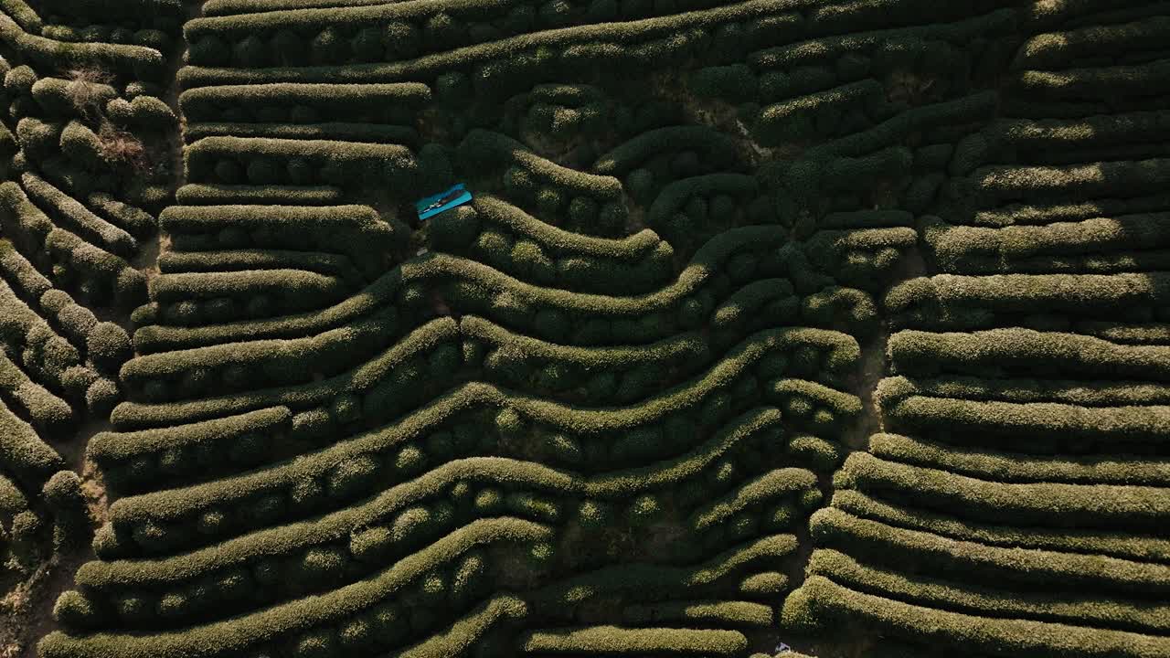 Aerial drone shot rising back over terraced Longjing tea fields in Hangzhou, China