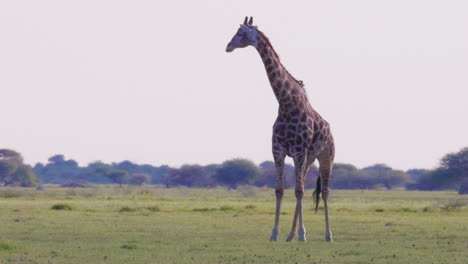 jirafa parada en el campo de hierba en la reserva de caza moremi en botswana con un pájaro picoteando en su espalda - plano medio