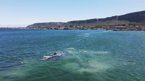 Southern-Right-whale-copulation-off-Hermanus-coastline,-whale-watching,-aerial