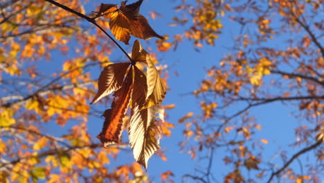 Close-up-of-autumn-colorful-leaves-blowing-by-the-wind