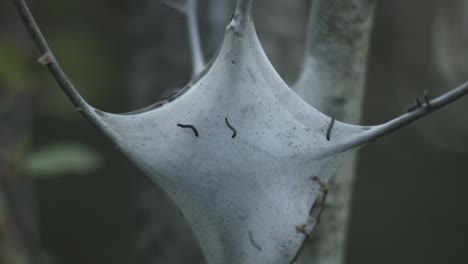 tent worms or malacosoma americanum are caterpillars who build a silk cocoon around their many eggs