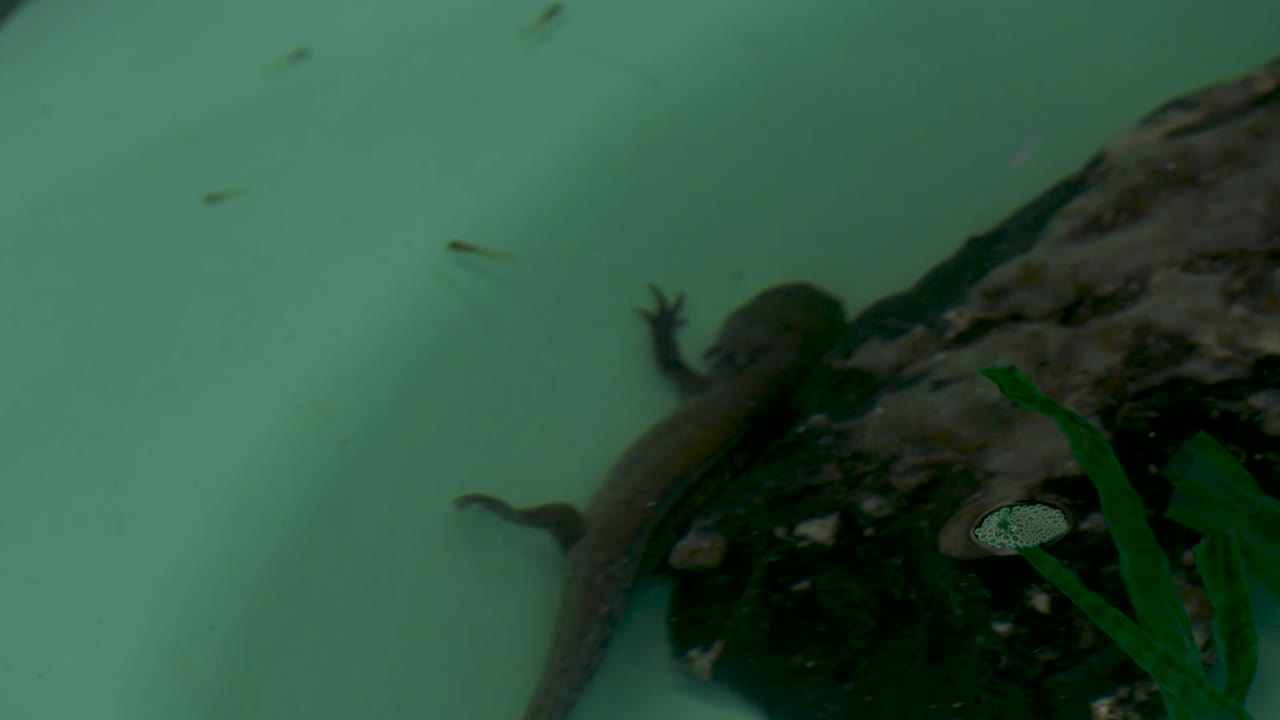 수조에서 수영하는 axolotl