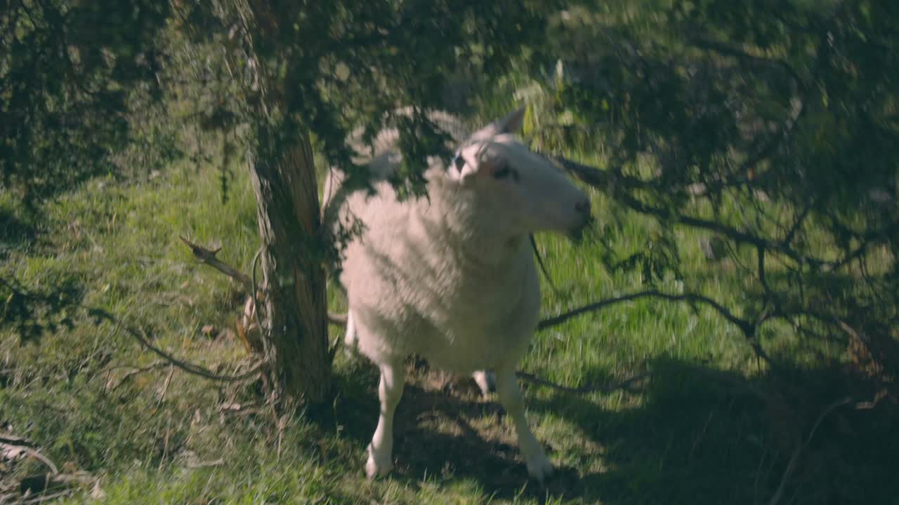 Sheep Stuck In Tree