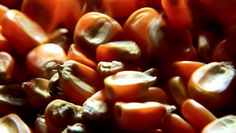 macro close up shot of dried corn kernels bouncing and rolling in to a wicker basket