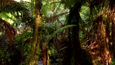 lush rainforest scenery along a walking path