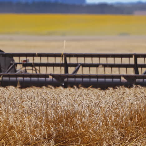 detail view on knives of combine. part of agricultural equipment cutting yellow ears of wheat. grain harvester gathering crop of ripe wheat on the golden field. close-up.