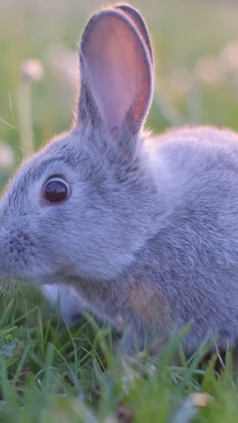 close-up of a grey rabbit in grass