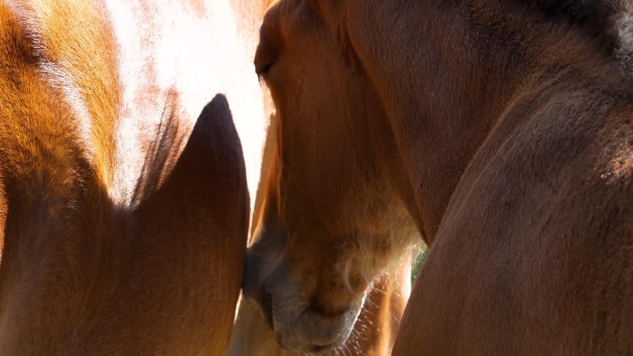 primer plano de un potro acariciando a un caballo adulto en un campo iluminado por el sol, capturando un momento tierno entre los dos animales
