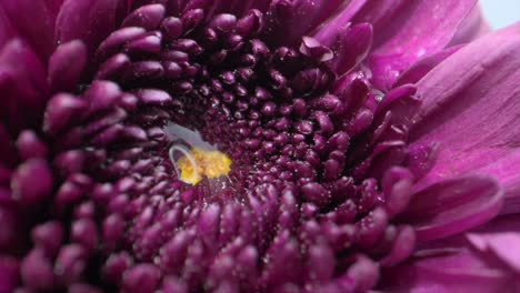 ficus kinky gerbera flower closeup shot