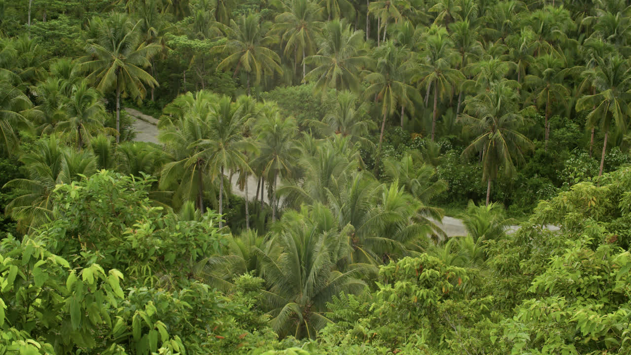 Multiple trees flanking highway in Siargao island, Philippines.