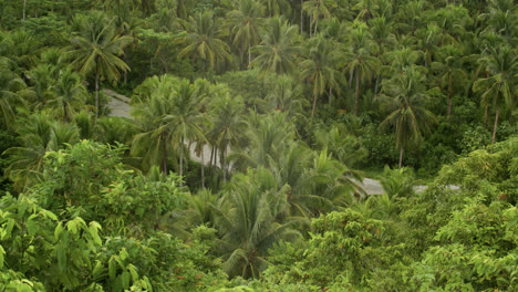 multiple trees flanking highway in siargao island, philippines.