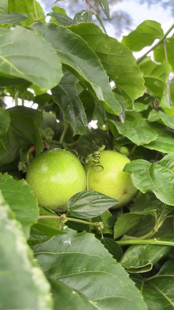 Due frutti della passione verdi acerbi che crescono su una vite tra foglie lussureggianti