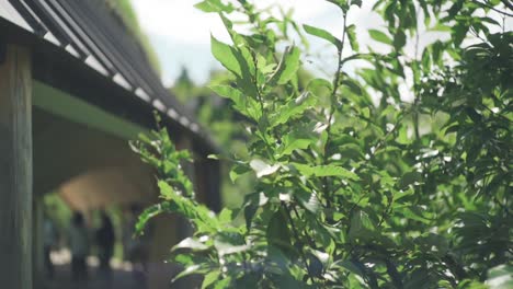 green plants swaying in the wind outside the club harie j'oublie le temps on a sunny day in shiga, japan