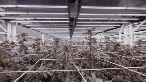Tracking-shot-of-Modern-greenhouse-interior-with-growing-Marijuana-plants,-California