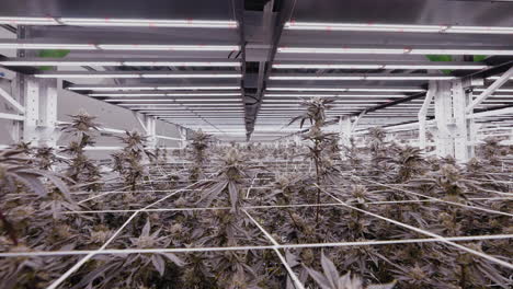 tracking shot of modern greenhouse interior with growing marijuana plants, california