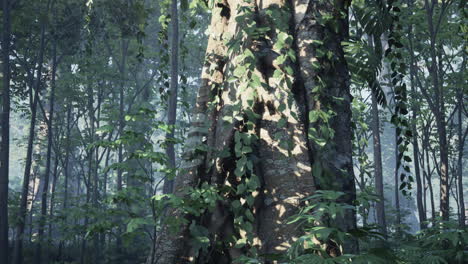 lush tropical forest scene