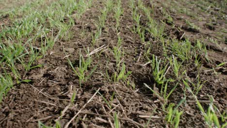 Soil-compacted-by-tractor-tires-on-field