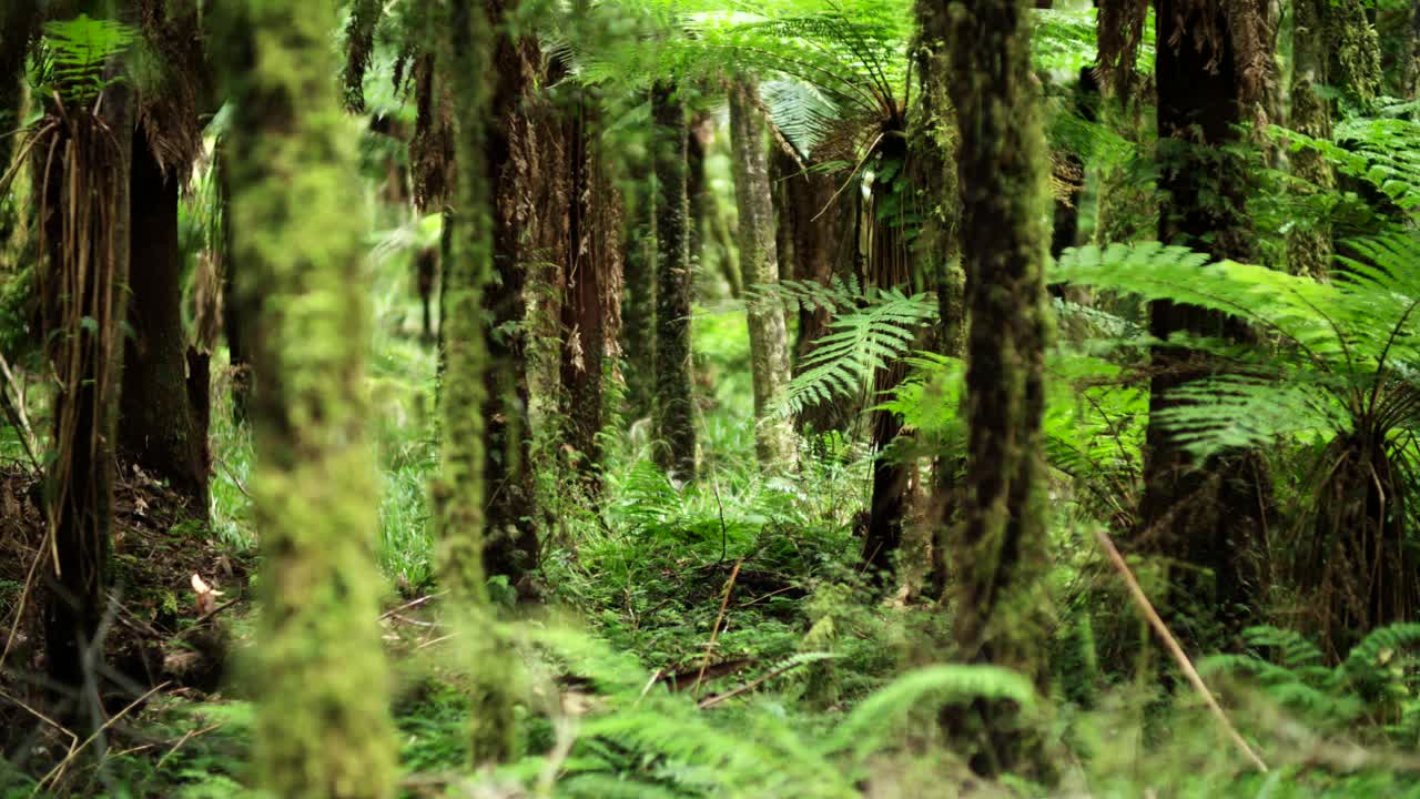 árboles de helecho punga en un bosque exuberante primitivo, maleza de arbusto de nueva zelanda