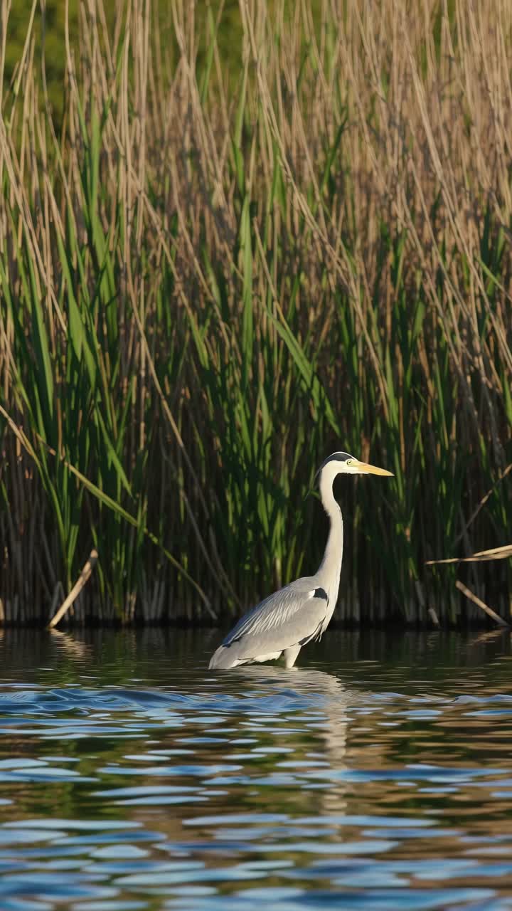 A heron stands in shallow water, surrounded by tall reeds. Captured from a low angle, the scene