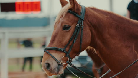 close-up of chestnut horse in professional equestrian competition, preparing for race
