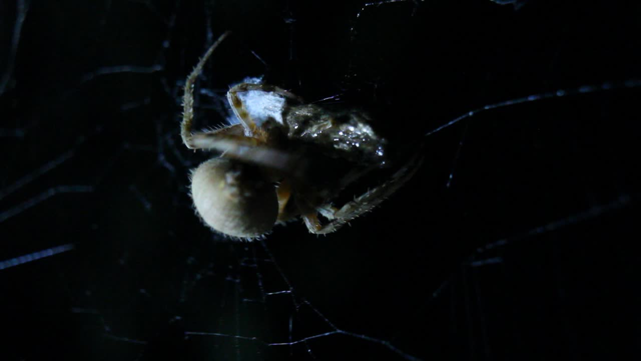 orb weaver spider capullo presa web cerrar macro night shot