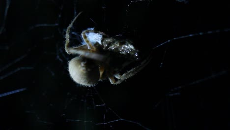 Orb-Weaver-Spider-Cocooning-Beutenetz-Nahaufnahme-Makro-Nachtaufnahme