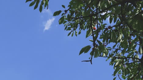 Cerezas-Mirabelle-En-Una-Rama-De-árbol