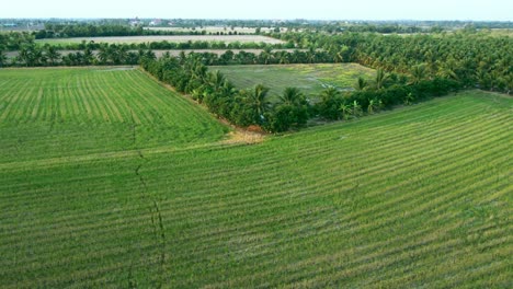 Aerial-view-over-green-rice-fields-on-countryside-in-Thailand