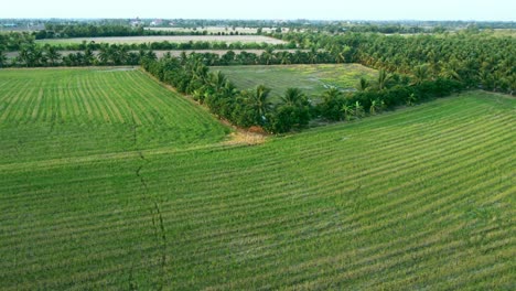 Vista-Aérea-Sobre-Campos-De-Arroz-Verde-En-El-Campo-En-Tailandia