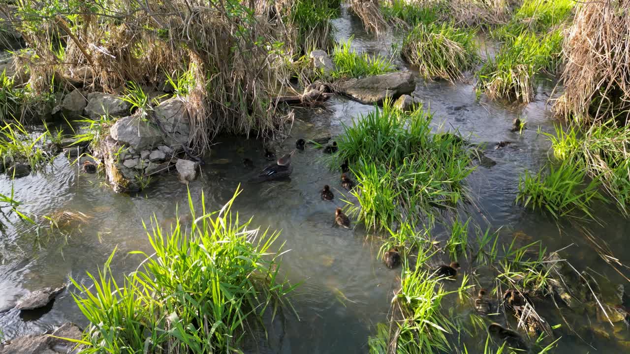 vista aérea de patitos de merganser común nadando aguas arriba en los humedales de hierba