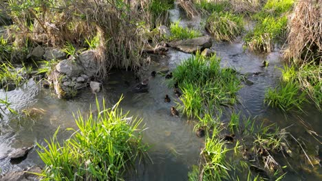 Luftaufnahme-Von-Gänsesäger-Entenküken,-Die-Flussaufwärts-In-Grasbewachsenen-Feuchtgebieten-Schwimmen