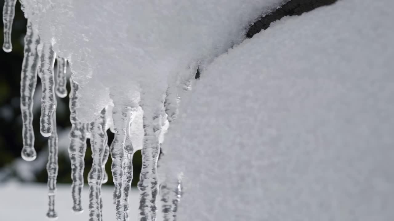 Close-up video of icicles hanging from snow, captured at an eye-level angle