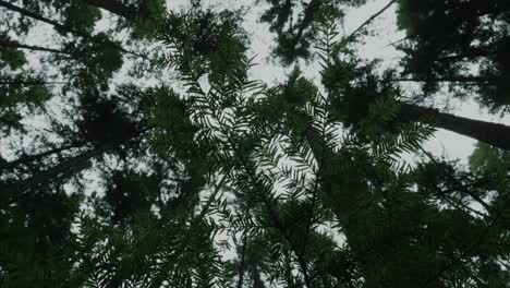 vancouver british columbia forest