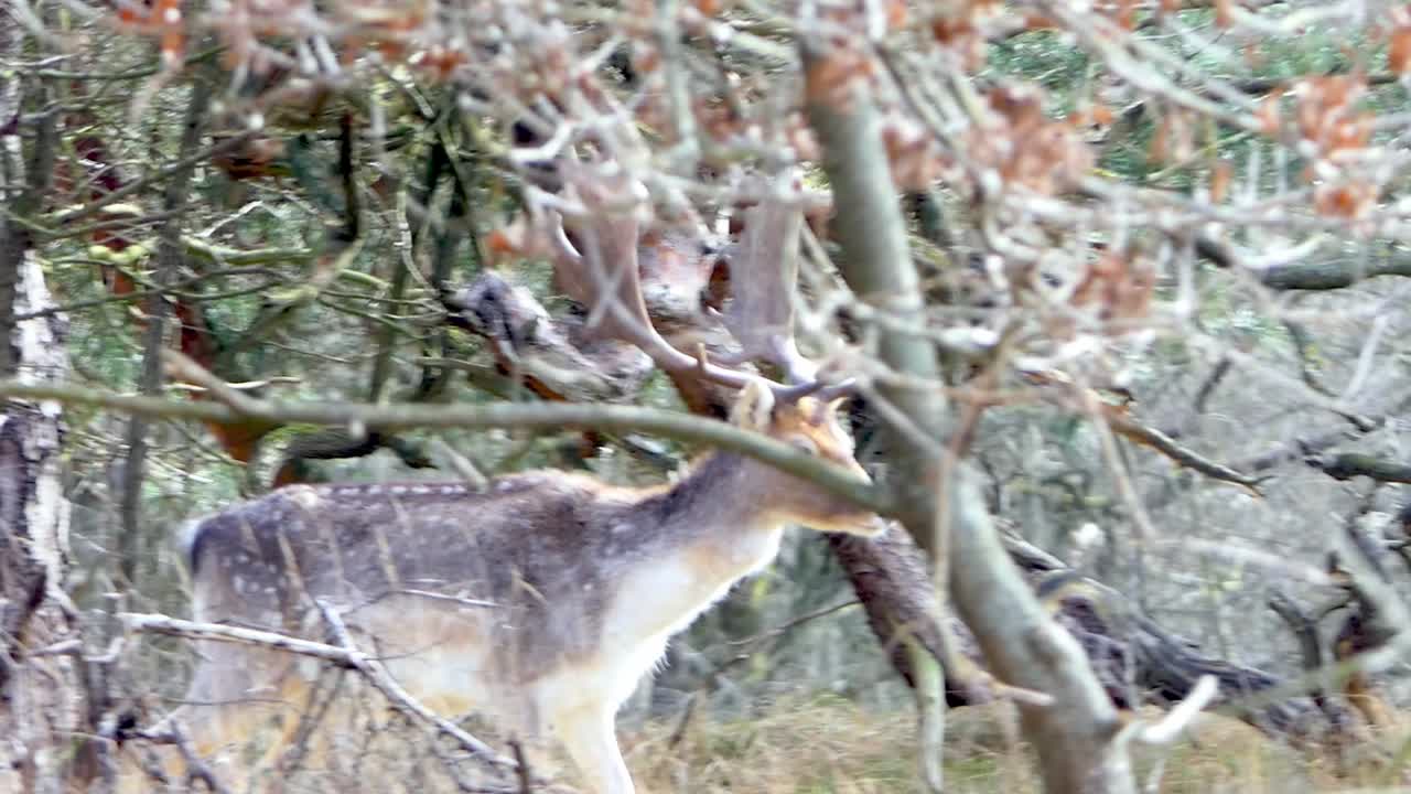 큰 뿔을 가진 수컷 휴경사슴이 덤불 속을 조용히 걷고 있습니다.