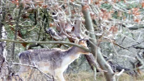 Male-Fallow-Deer-with-big-antlers-walks-quietly-through-the-bushes,-closeup