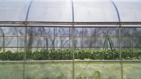 tomatoes and pepper growing in high tech modern greenhouse