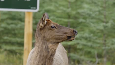 female elk on roadside chews and looks to the right as camera approaches slowly