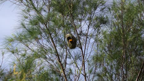 Los-Pájaros-Tejedores-Anidan-En-Un-árbol-En-La-Naturaleza-Al-Aire-Libre.