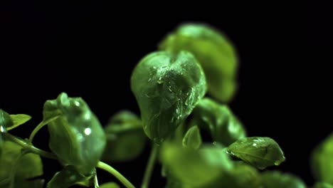 Fresh-Basil-water-Drop-on-leaf-super-slow-motion-1400-fps