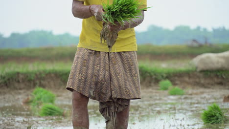 Retoños-De-Arroz,-Plantas-De-Cereales,-Granjero