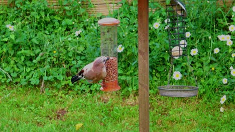 Jay-flying-up-to-a-peanut-feeder-holding-on-and-pecking-in-an-English-country-garden