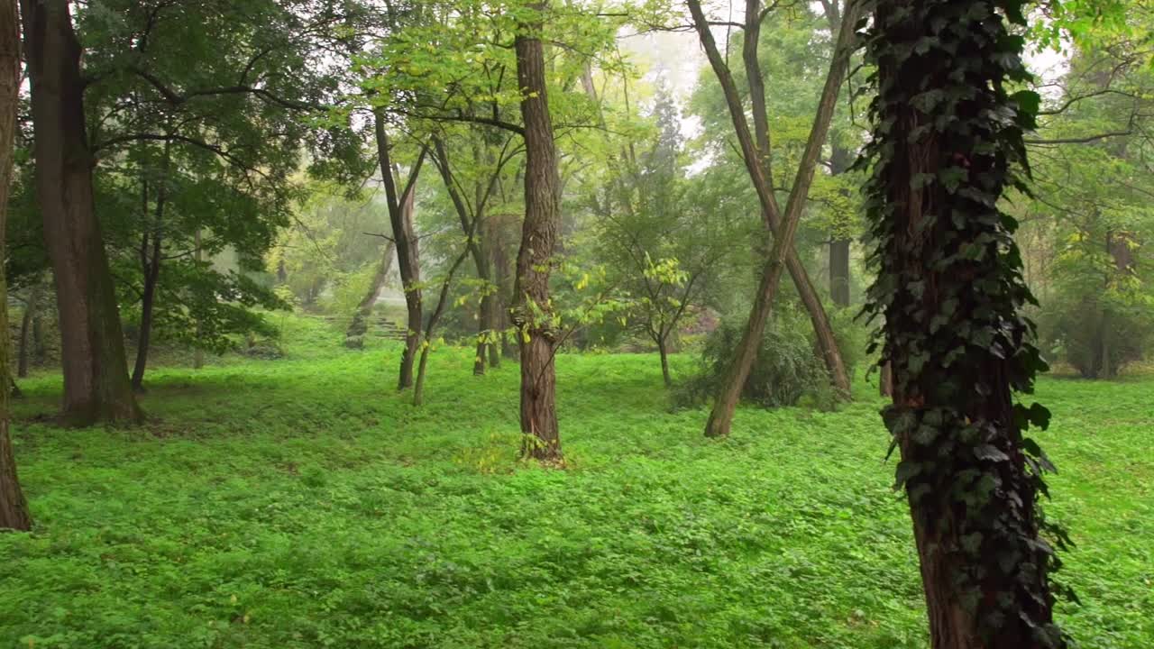 ट्रांसिल्वेनिया, रोमानिया में क्लुज-नापोका स्थित होइया के हरे-भरे जंगल के अंदर धुंध भरी सुबह में हरी पत्तियाँ