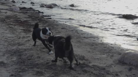 two karelian bear dogs playing with each other at a sandy beach while being on leashes and ocean sea water waves and rocks in the background in slow motion