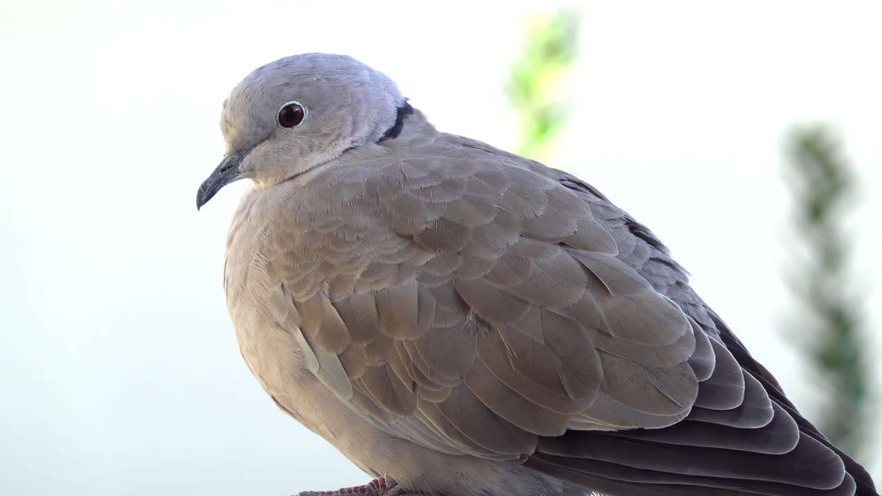 Close up of a collared dove sitting on a stone surface